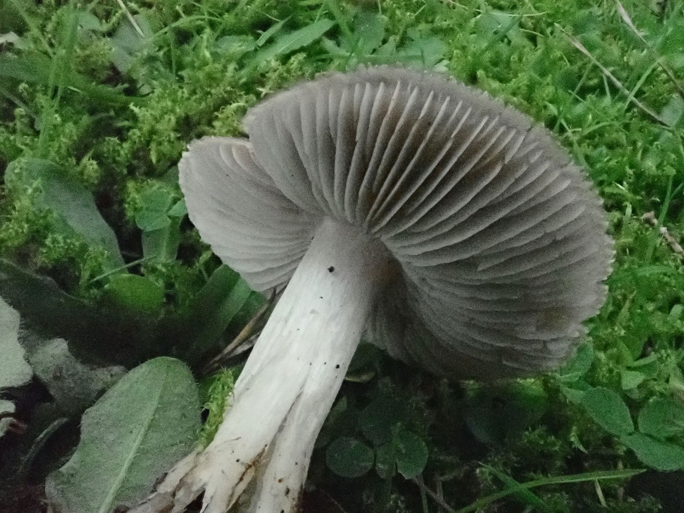Photo by Penny Cullington Tricholoma terreum by Penny Cullington